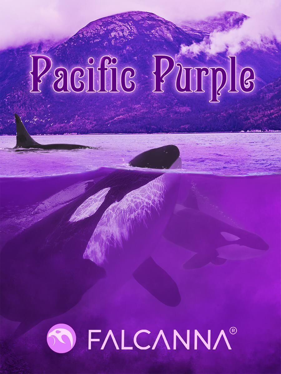 Pacific Purple