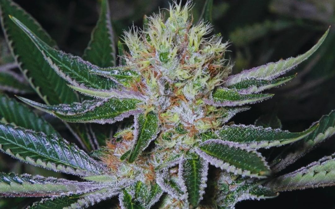 original strain pacific blue from falcanna cannabis in washington state